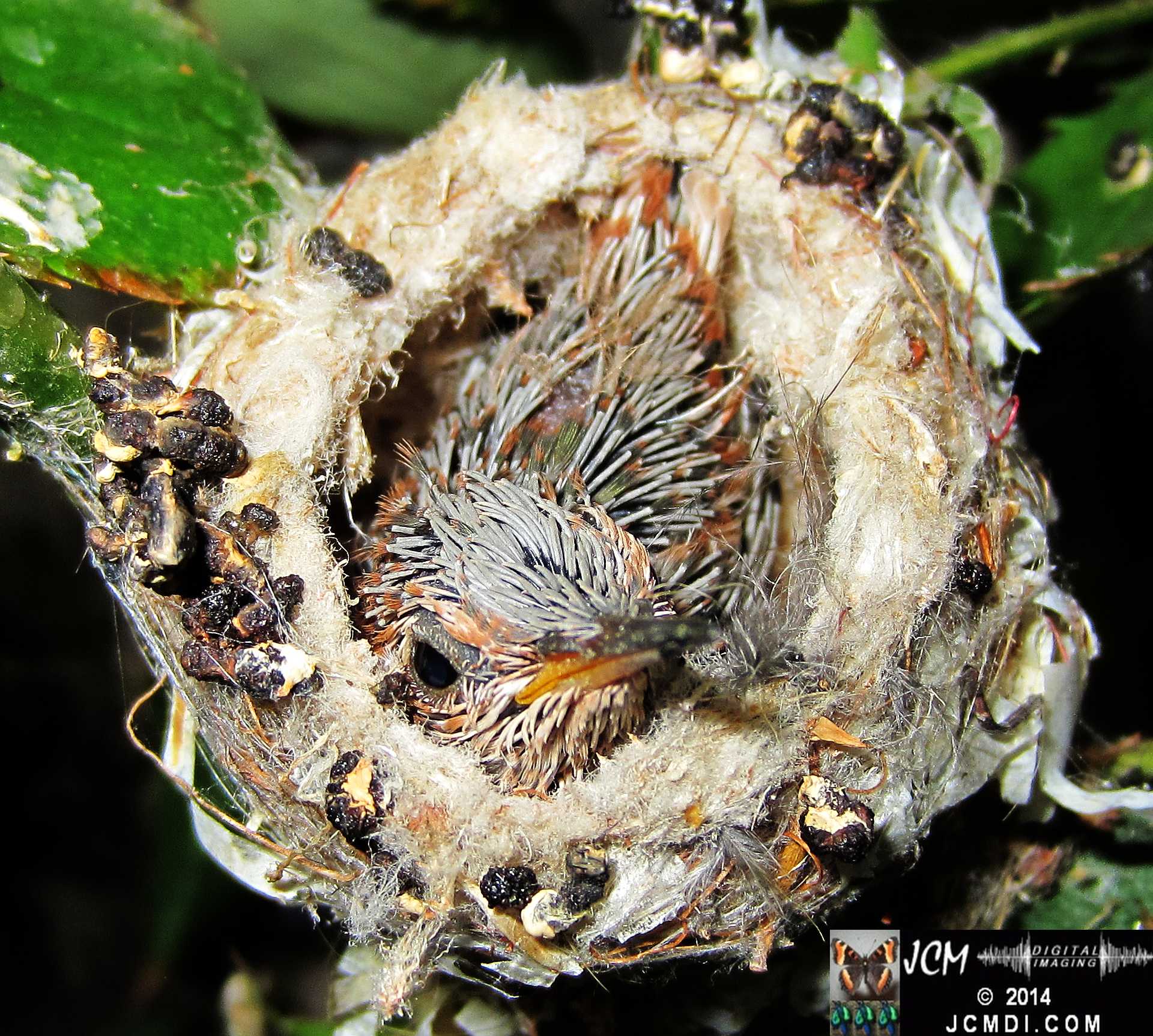 Allens Hummingbird Chick in Nest Close-Up